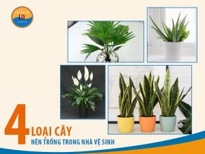 4 Loại cây nên trồng trong nhà vệ sinh